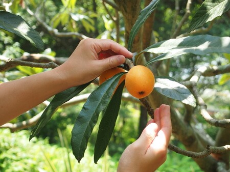 Biwa fruit picking (Biwa-gari)