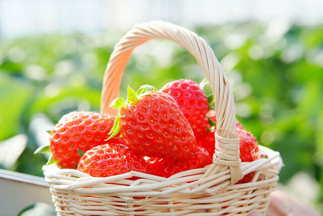 Strawberry fruit picking (Ichigo-gari)