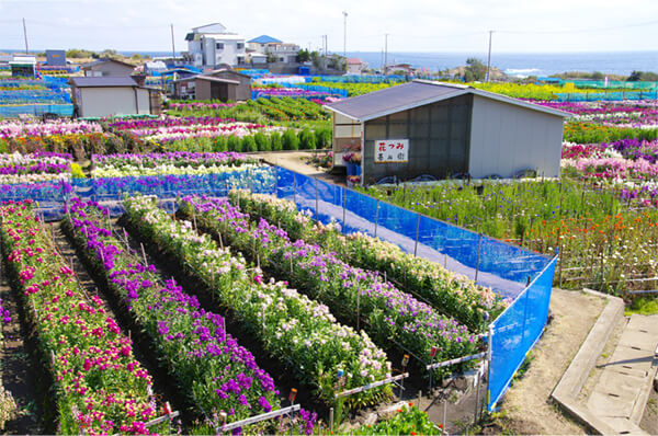 Flower fields