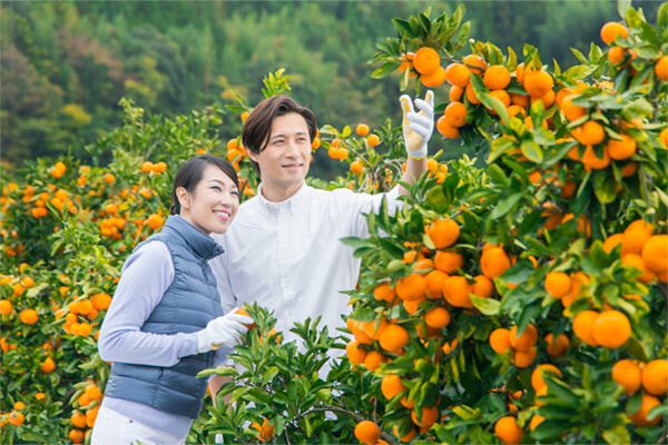 Mikan fruit picking (Mikan-gari)