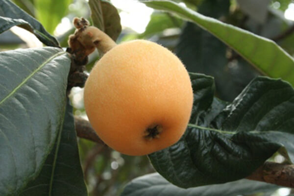 Enjoy picking and eating all you like of the famous biwa fruit! 