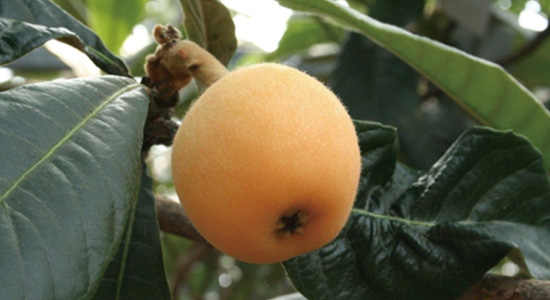 Enjoy picking and eating all you like of the famous biwa fruit! 