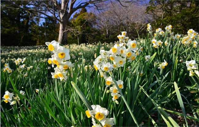 Mount Tomi Suisen Road (Daffodil Hiking Course) image