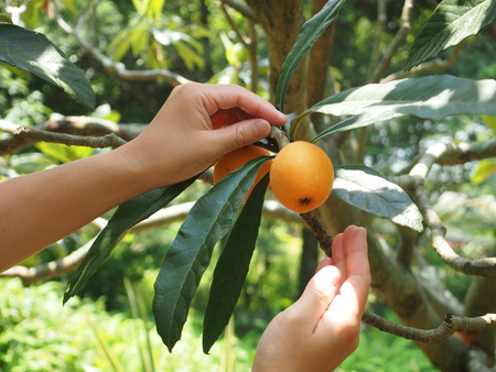 Biwa Fruit Picking (Biwa-gari) image