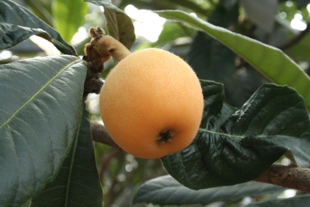 Biwa Fruit Picking (Biwa-gari) address2