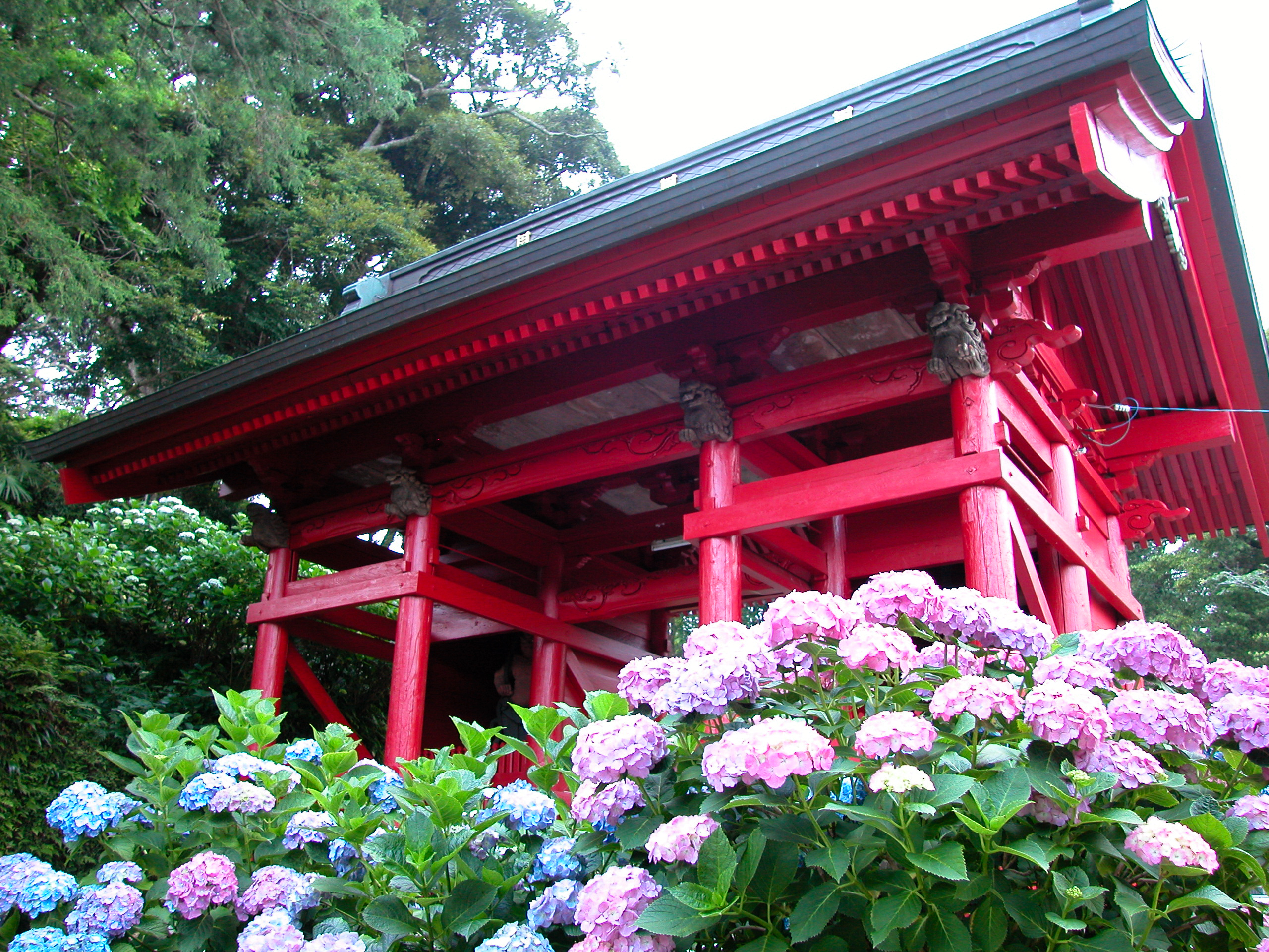 Hydrangea Festival June 9th image