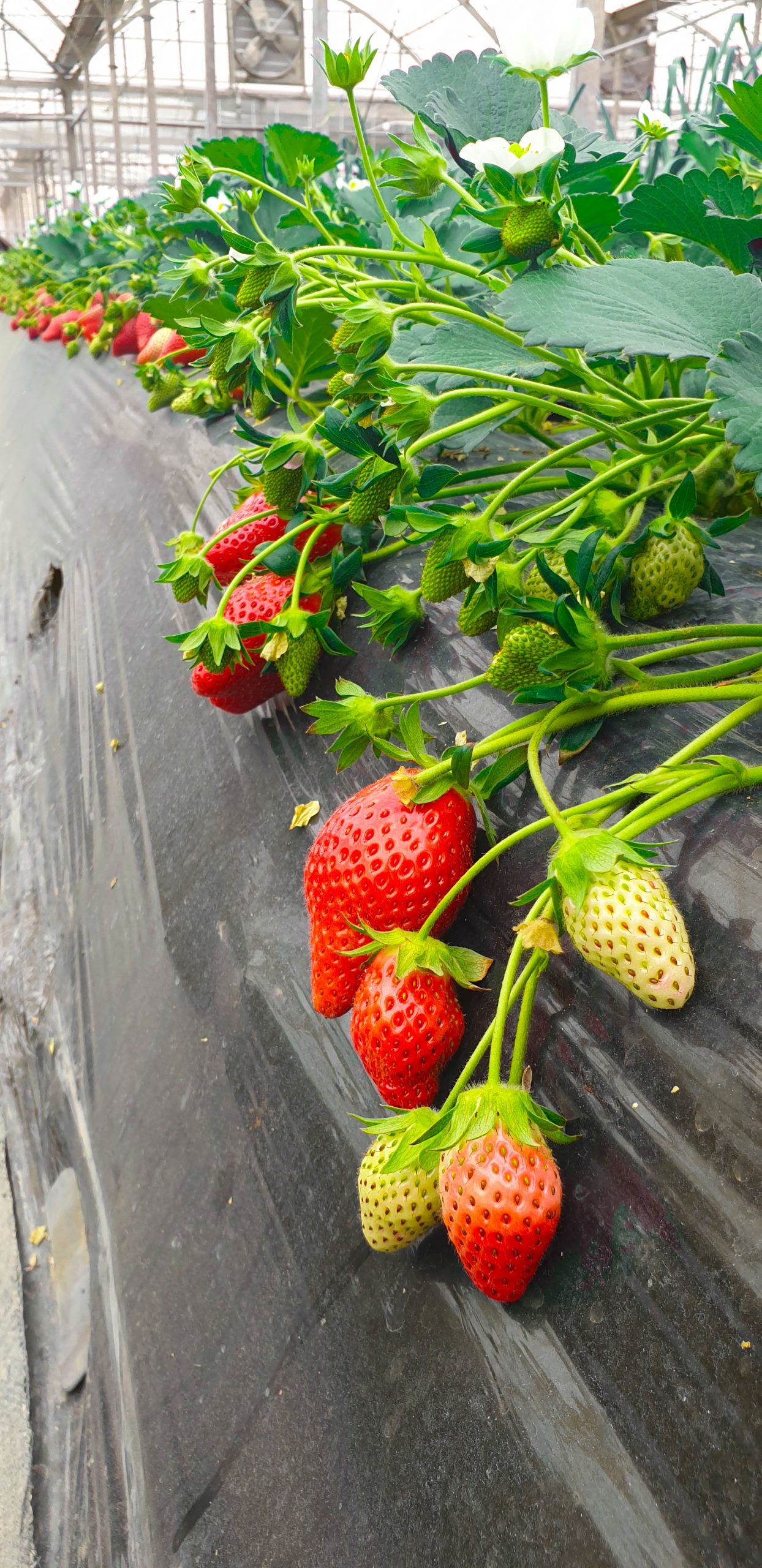 Eat-all-you-want Strawberry Picking image