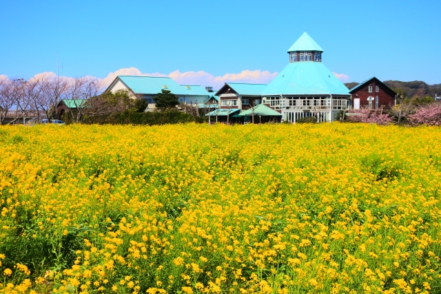 Sweetest Spots in Minamiboso Recommended in Spring! image